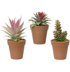 A green and pink mini succulent in a terracotta coloured pot, in 3 assorted designs. 