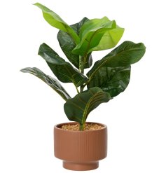 A Fiddle leaf plant in a ceramic planter. A lovely item to place on a windowsill to brighten up a room.