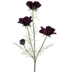 A Coreopsis flower in a aubergine colour. 