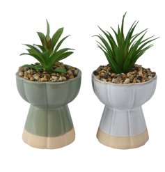 2 assorted succulents in blue and green ribbed pots, each with with pebbles surrounding the plant. 
