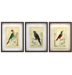 3 assorted box frames featuring various tropical birds. 