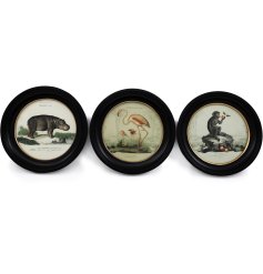 3 assorted art images in a frame featuring safari animals finished with a distressed look. 