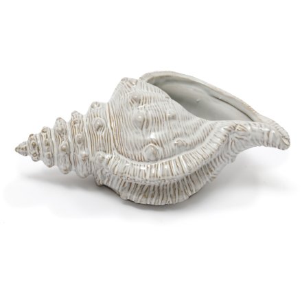 Conch Shell Ornament, 23cm