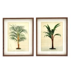 A vintage frame displaying a palm tree illustration, in 2 assorted designs. 