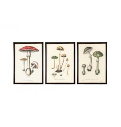 An assortment of 3 framed wall arts displaying different styles of fungi. 