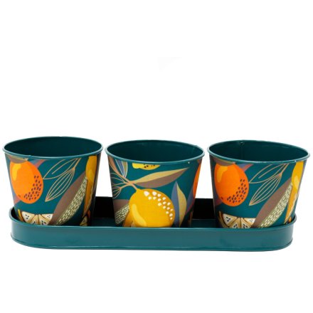 Set of 3 Citrus Planters On Tray