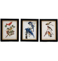 An assortment of 3 framed wall art prints featuring beautiful birds perched on branches. 