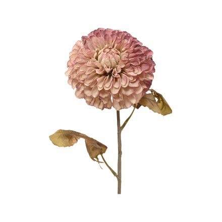 Dahlia Flower on Stem