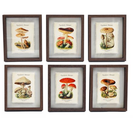 6/A Wooden Frame Mushroom Art, 26cm