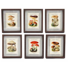Decorate your walls with a variety of 6 woodland-inspired mushroom prints framed in charming wood frame