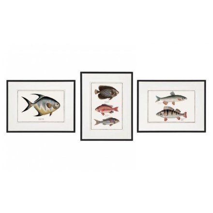 "Framed Fish Wall Art - 3A Size, 40cm Dimensions"