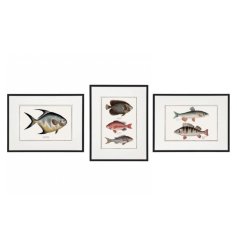 An assortment of 3 framed wall art prints in a fish design. 