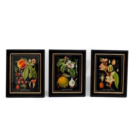 Fruit Art Botanical Style, 3A 25cm