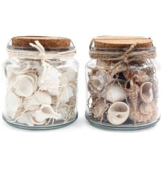 Add a seaside vibe to your deco with these sea shell in glass jar.