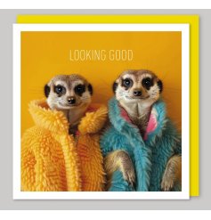 bright colourful meerkat greetings card.