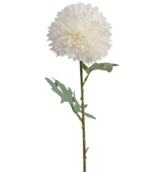 Beautiful white bloom perfect for showcasing in your home.