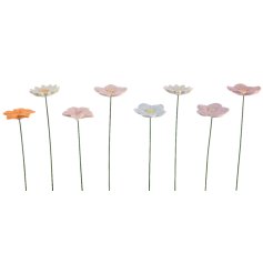 Add color to your outdoor space with these charming flowers. Perfect for adding a pop of colour 