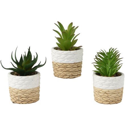 3/A Plastic Succulent Plants, 14cm
