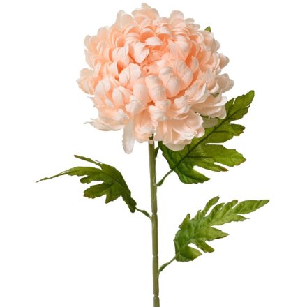 Chrysanthemum Light Pink Flower on Stem, 74cm 