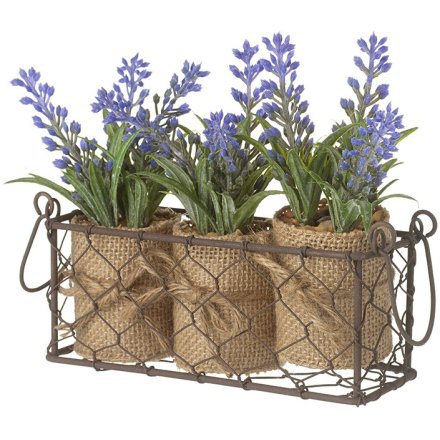 16.5cm Three Lavendar Pots In Wire Fencing