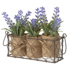 Create a fragrant lavender haven with our Three Lavender Pots and Wire Fence. 