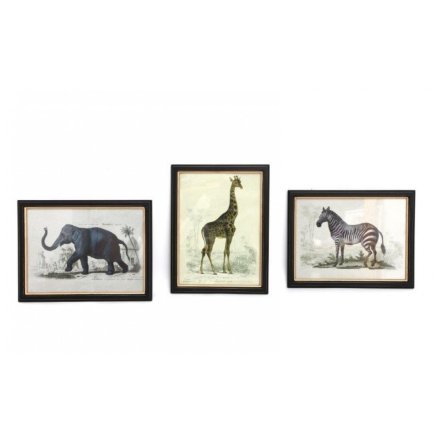 3/ Animal Safari Print Frames, 38cm 