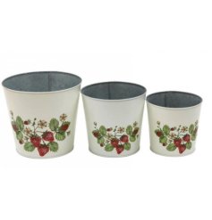 Grow to your heart's delight with our lovely trio of strawberry fields planters - perfect for any green thumb.