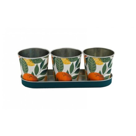 S/3 Citrus Planters W/tray, 8cm 