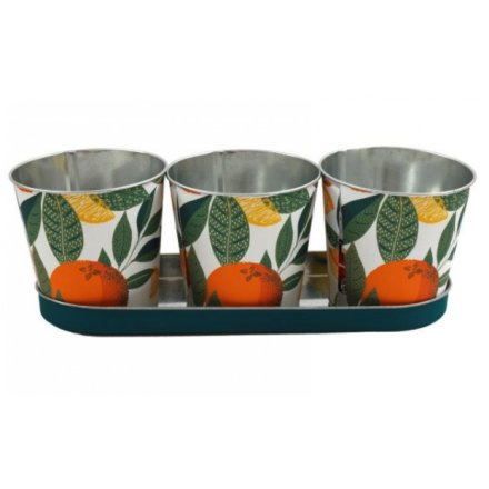 S/3 Citrus Planters on Tray, 34.8cm