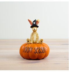Spook up your home with our Witch Rabbit On Pumpkin! 