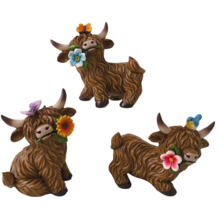 3 assorted highland cows each delicately holding a flower in their mouth.