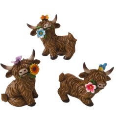 3 assorted highland cows each delicately holding a flower in their mouth.