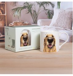 a charming illustration of a golden retriever with its signature friendly smile.