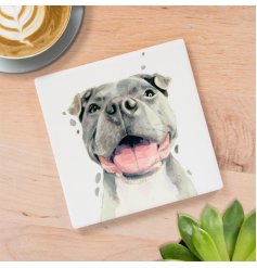  a charming staffie coaster