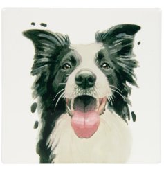charming boarder collie coaster 