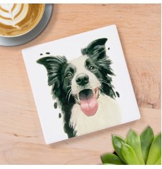 charming boarder collie coaster 