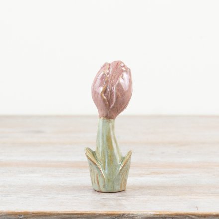 Ornamental Tulip, 12cm