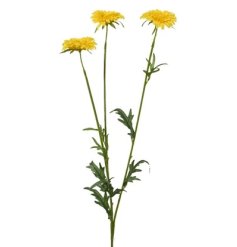 Brighten your space with our vibrant Spray Marigold On Stem