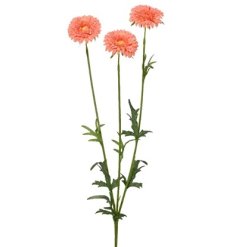 a 3 flower marigold on stem 