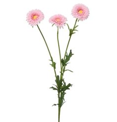 a pretty pink marigold spray on stem 