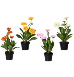 A mix of 4 realistic artificial chrysanthemum plants in black pots. In vibrant colours these are a perfect seasonal gift