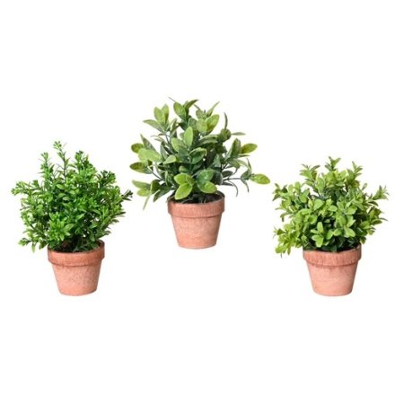 3/A Plant Gardenia Leaf In Pot, 18cm 