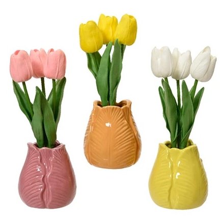 Tulip Plant, 3a