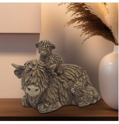 A family trio of Highland cows all huddled together. 