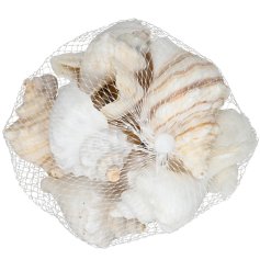 unique shells measuring 5-8cm, perfect for crafts, decor