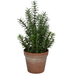 A sweet Rosemary plant encased inside a natural terracotta pot.