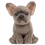 a cute french bull dog puppy 