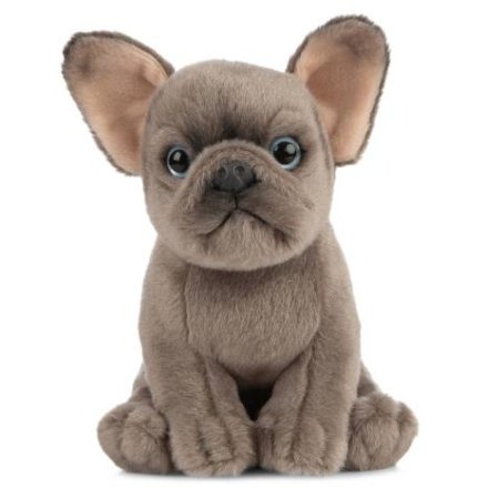 a cute french bull dog puppy 