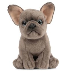 a cute french bull dog puppy 