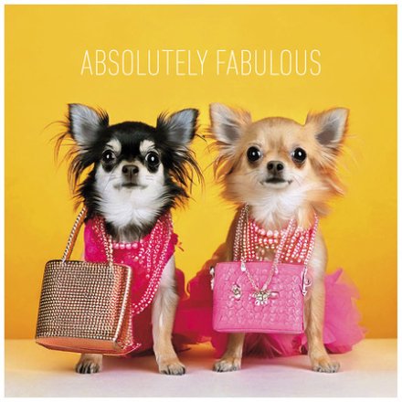 16cm Chihuahua Absolutely Fabulous Greeting Card, 16cm 